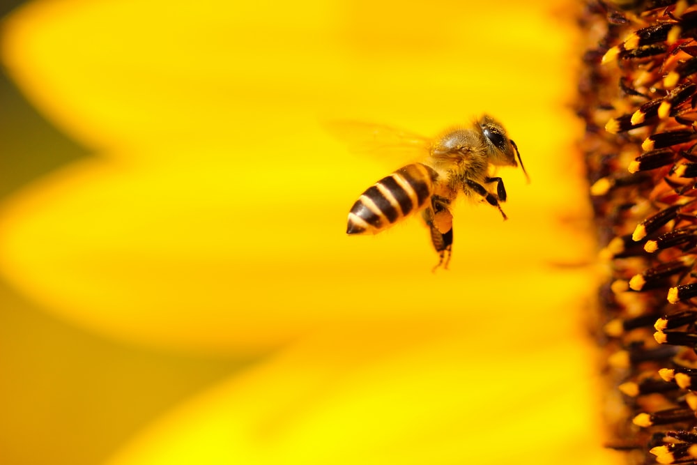 Why do honeybees die after they sting?