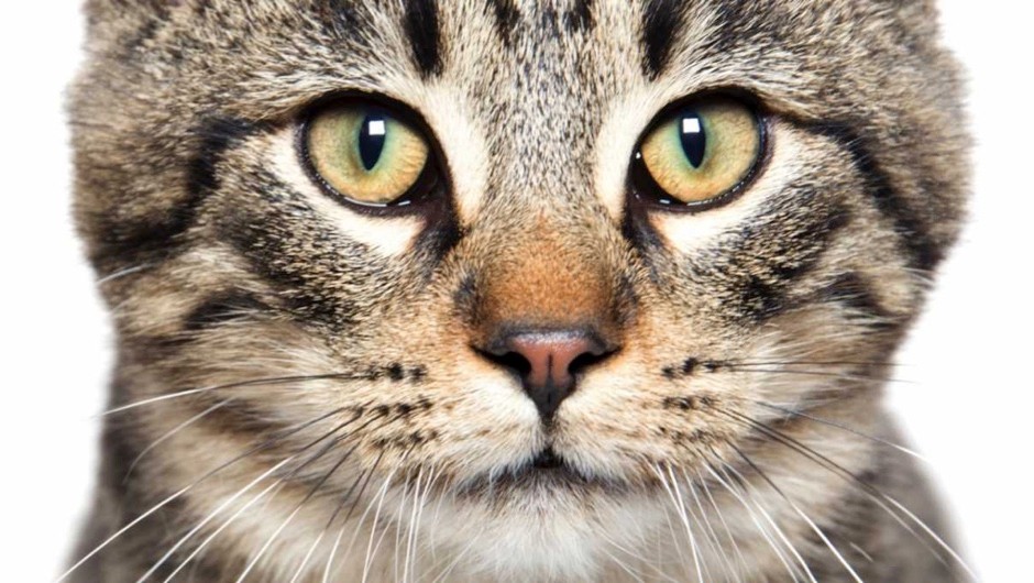 Cat: vertical pupils