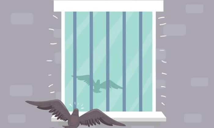 birds crashes into glass window